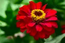 unsplash_Gc6_EwNNo9s_Zinnia.jpg.jpg.jpg.jpg.webp