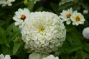 unsplash_dyWgRCkZDm8_Zinnia.jpg.jpg.jpg.webp