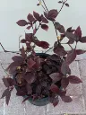 IMG20260403162506.webp