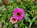 unsplash_2MkoyhsXWt0_Zinnia.jpg.jpg.webp