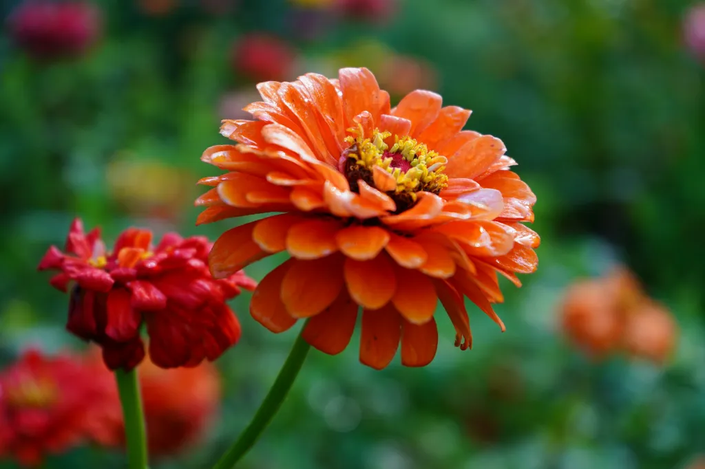 unsplash_9du2Q88Z56A_Zinnia.jpg.webp