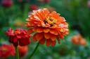 unsplash_9du2Q88Z56A_Zinnia.jpg.webp