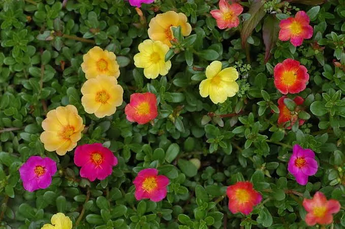 images.webp