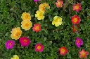 images.webp
