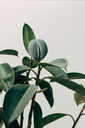 unsplash_eA2z1JSzZFI_Rubber Plant.jpg.webp