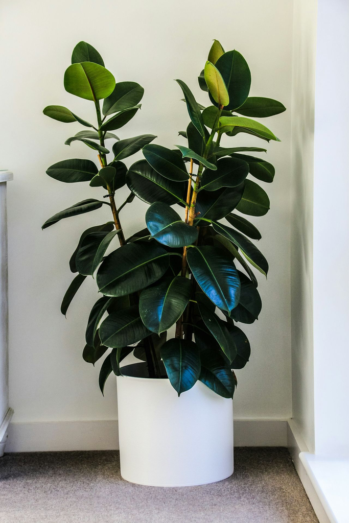 unsplash_GNdLc38zNjU_Rubber Plant.webp