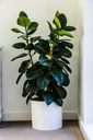 unsplash_GNdLc38zNjU_Rubber Plant.webp