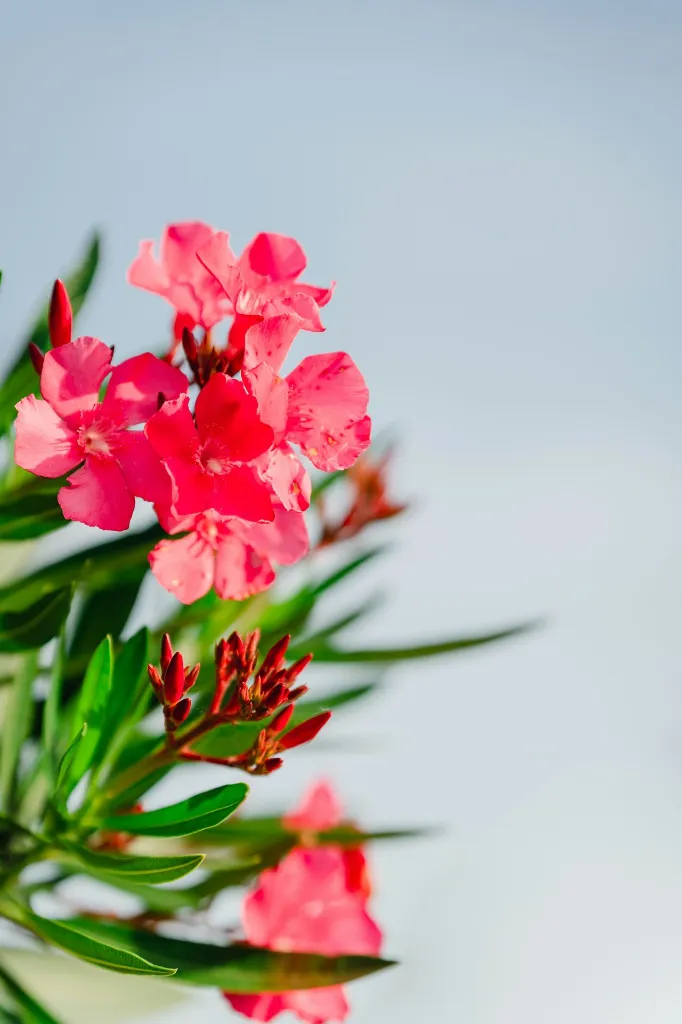 unsplash_ZxFbapCugcc_Oleander.jpg.jpg.jpg.jpg.webp
