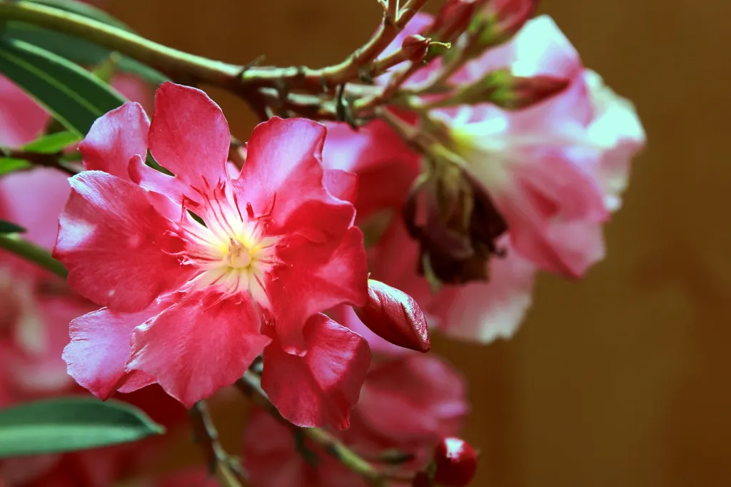 unsplash_QYPE_GXVkQo_Oleander.jpg.jpg.jpg.webp