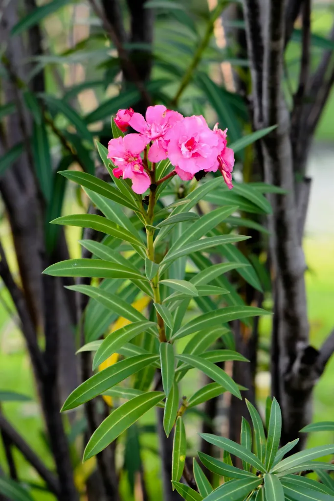 unsplash_8xbtjyxwpSo_Oleander.jpg.jpg.webp