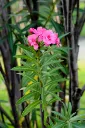 unsplash_8xbtjyxwpSo_Oleander.jpg.jpg.webp