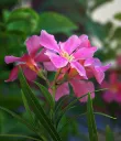 unsplash_OS_TbBZzseg_Oleander.jpg.webp