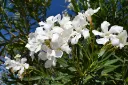 unsplash_GR79a-p8MQM_Oleander.webp