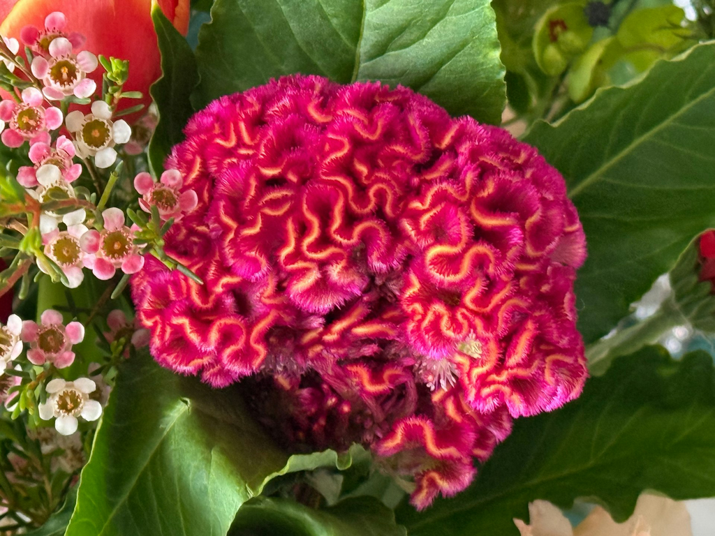 unsplash_eX8L3LgwBRA_Celosia Cristata.webp