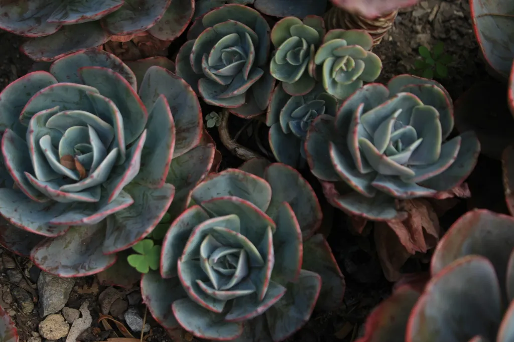 unsplash_BUKbpVp-KF0_Echeveria - Crassulaceae.jpg.jpg.jpg.jpg.jpg.jpg.jpg.jpg.jpg.webp