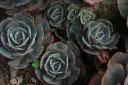 unsplash_BUKbpVp-KF0_Echeveria - Crassulaceae.jpg.jpg.jpg.jpg.jpg.jpg.jpg.jpg.jpg.webp