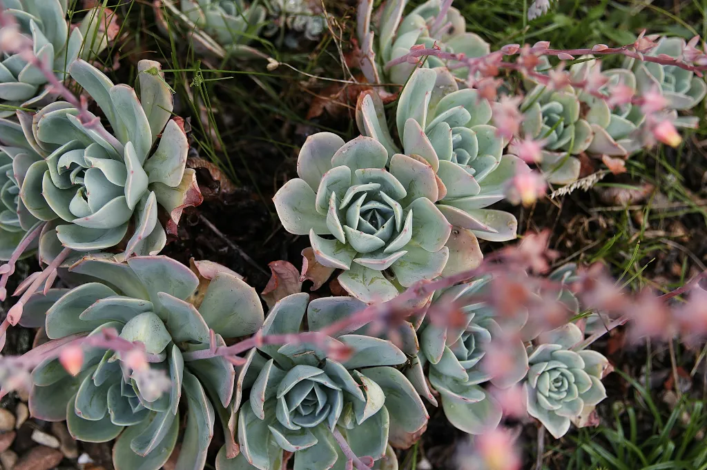 unsplash_icaEIsMsSsw_Echeveria - Crassulaceae.jpg.jpg.jpg.jpg.jpg.jpg.jpg.jpg.webp
