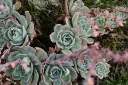 unsplash_icaEIsMsSsw_Echeveria - Crassulaceae.jpg.jpg.jpg.jpg.jpg.jpg.jpg.jpg.webp