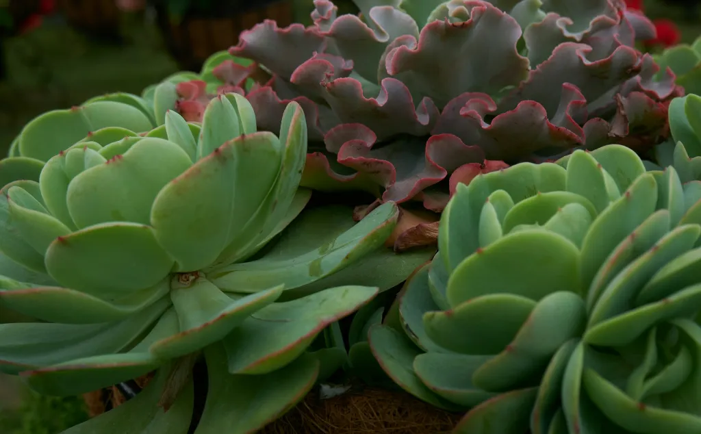unsplash_0HPXFS-2kYk_Echeveria - Crassulaceae.jpg.jpg.jpg.jpg.jpg.jpg.webp