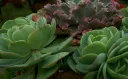 unsplash_0HPXFS-2kYk_Echeveria - Crassulaceae.jpg.jpg.jpg.jpg.jpg.jpg.webp