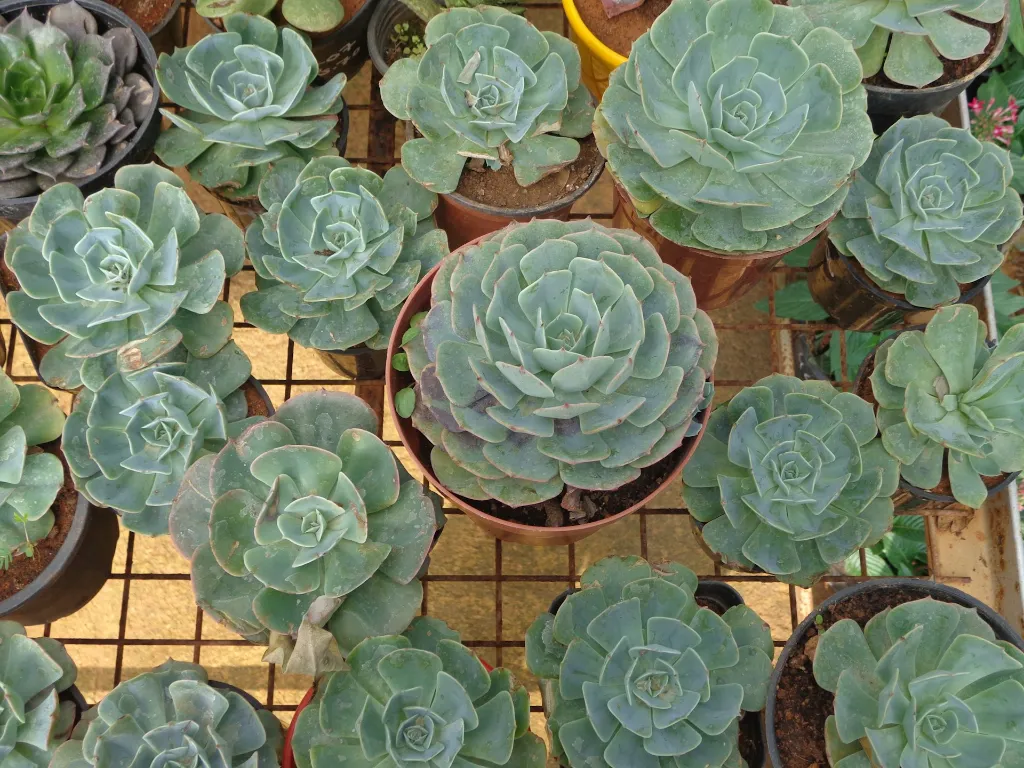 unsplash_K1jdsdDa7DM_Echeveria - Crassulaceae.jpg.jpg.jpg.jpg.jpg.webp