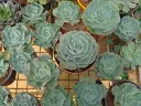 unsplash_K1jdsdDa7DM_Echeveria - Crassulaceae.jpg.jpg.jpg.jpg.jpg.webp