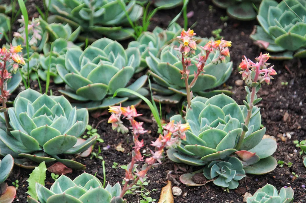 unsplash_bUdVgEvcxT4_Echeveria - Crassulaceae.jpg.jpg.jpg.jpg.webp