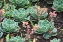 unsplash_bUdVgEvcxT4_Echeveria - Crassulaceae.jpg.jpg.jpg.jpg.webp