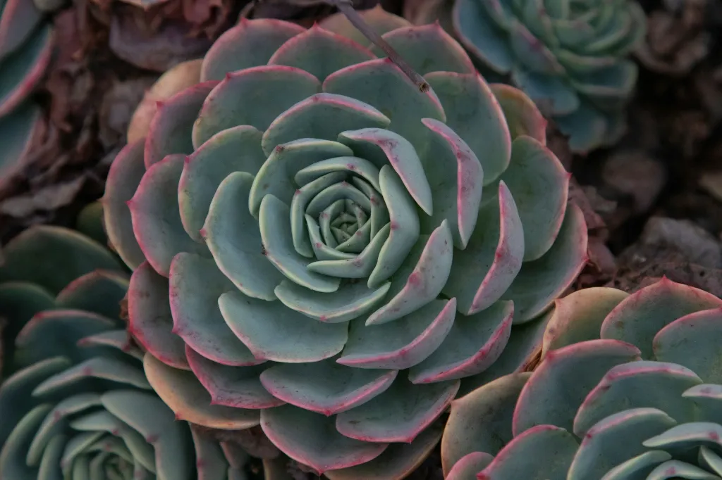 unsplash_Z4Aj1YceGd8_Echeveria - Crassulaceae.jpg.jpg.webp