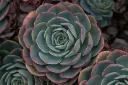 unsplash_Z4Aj1YceGd8_Echeveria - Crassulaceae.jpg.jpg.webp