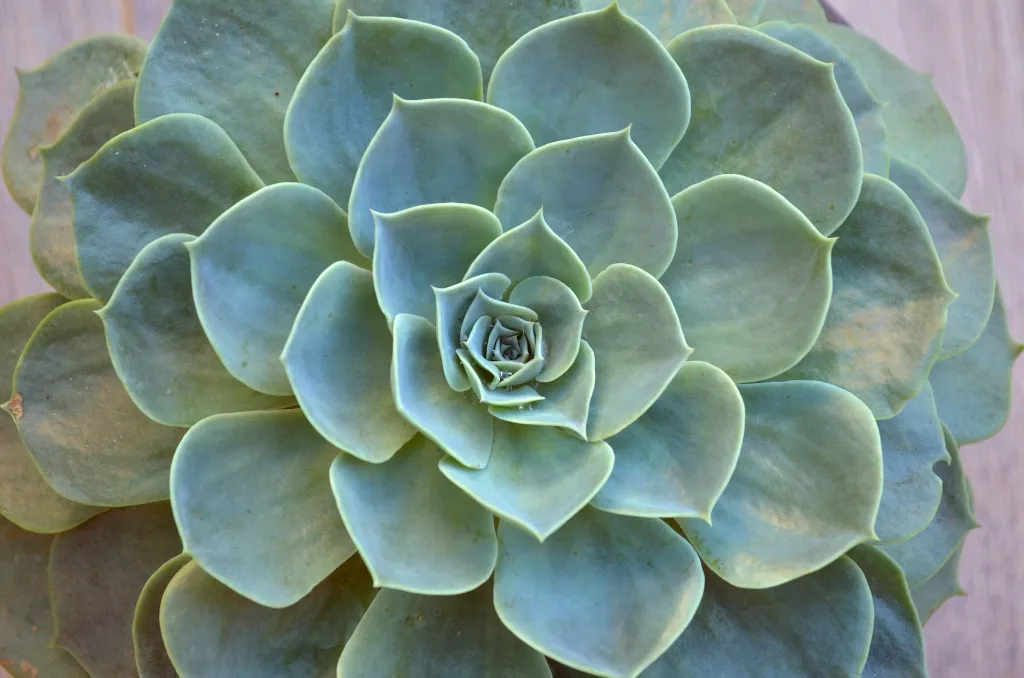unsplash_4dce_XMw4u4_Echeveria - Crassulaceae.jpg.webp