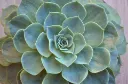 unsplash_4dce_XMw4u4_Echeveria - Crassulaceae.jpg.webp