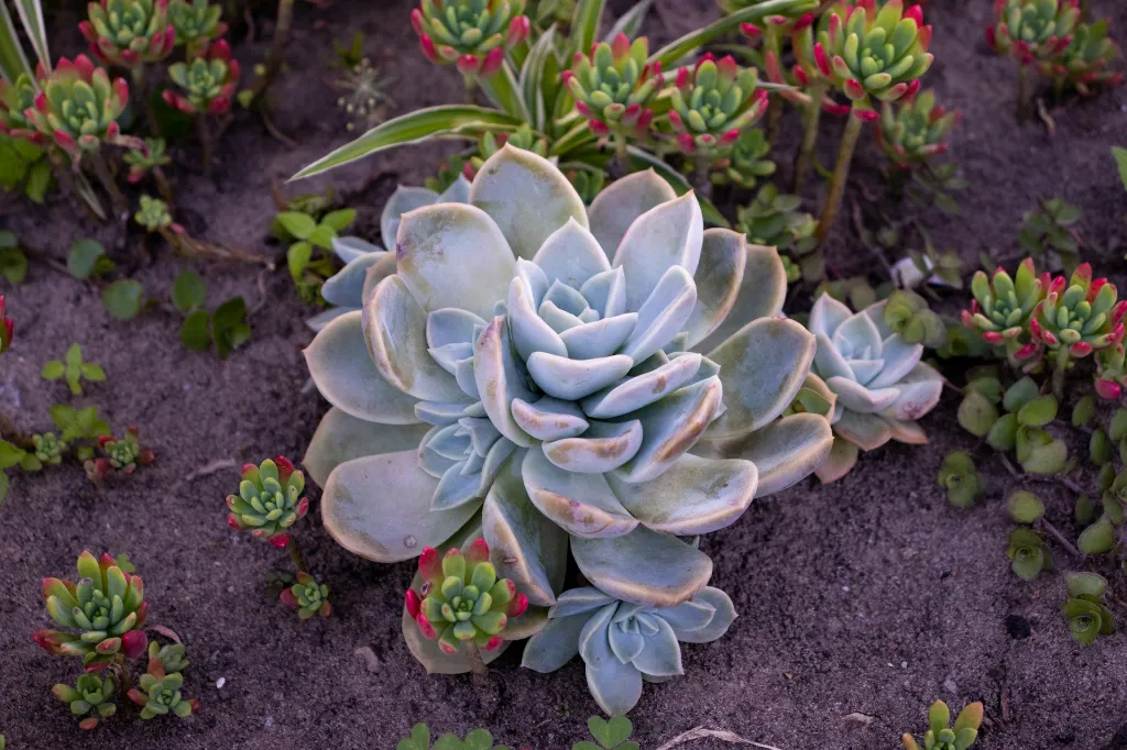 unsplash_l-ek4gA3gic_Echeveria - Crassulaceae.webp