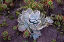unsplash_l-ek4gA3gic_Echeveria - Crassulaceae.webp