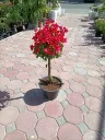 IMG20260419090833.webp