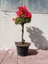 IMG20260419090729.webp
