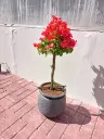 IMG20260419091057.webp