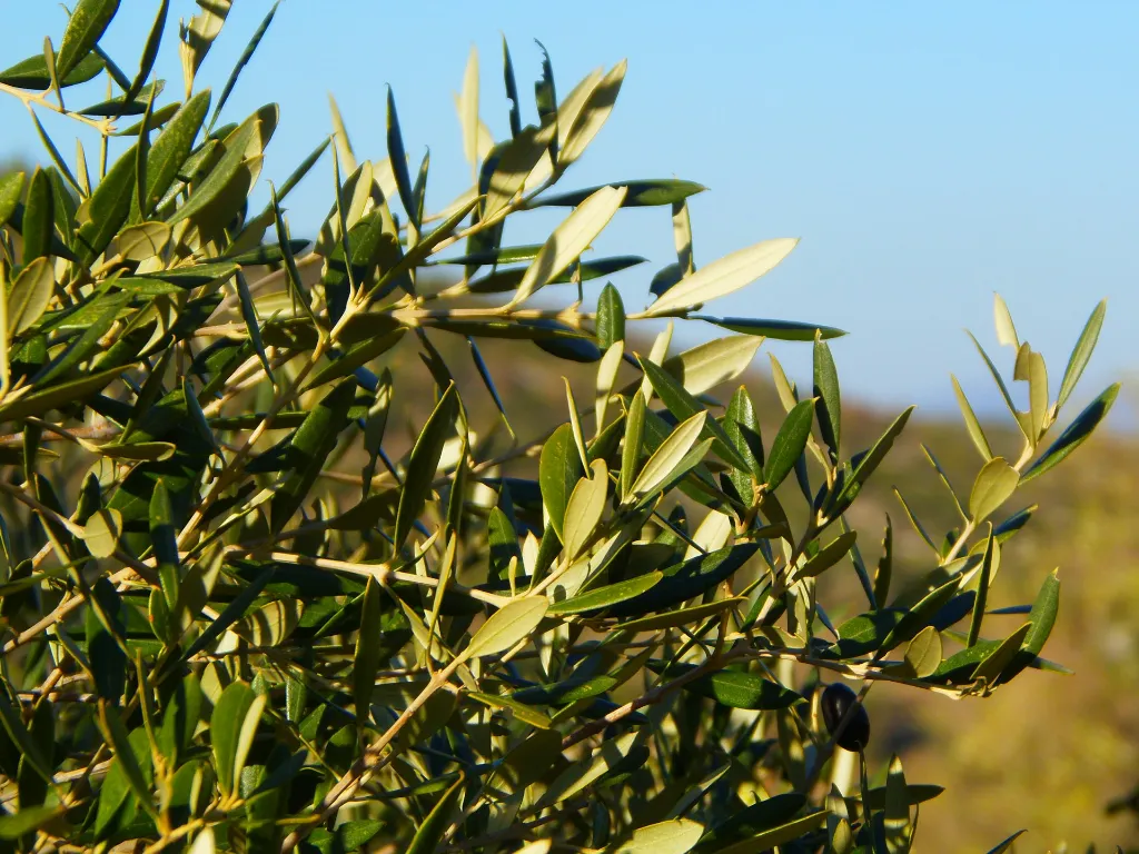 unsplash_wSytW9U6jFo_Olive Branch .jpg.webp