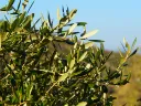 unsplash_wSytW9U6jFo_Olive Branch .jpg.webp