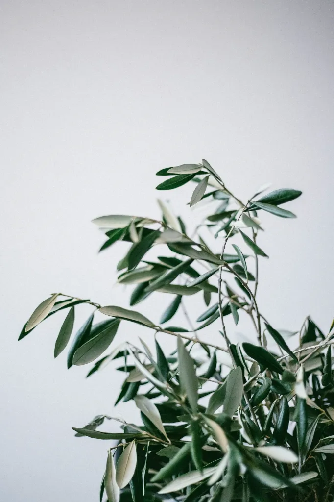 unsplash_Vff7BrcptNU_Olive Branch .webp