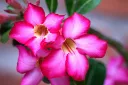 unsplash_UG79IjtImyA_Desert Rose .jpg.jpg.webp