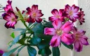 unsplash_sWhxO7tIQvM_Desert Rose .jpg.webp