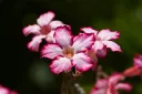 unsplash_ehKUYdEy05M_Desert Rose .webp