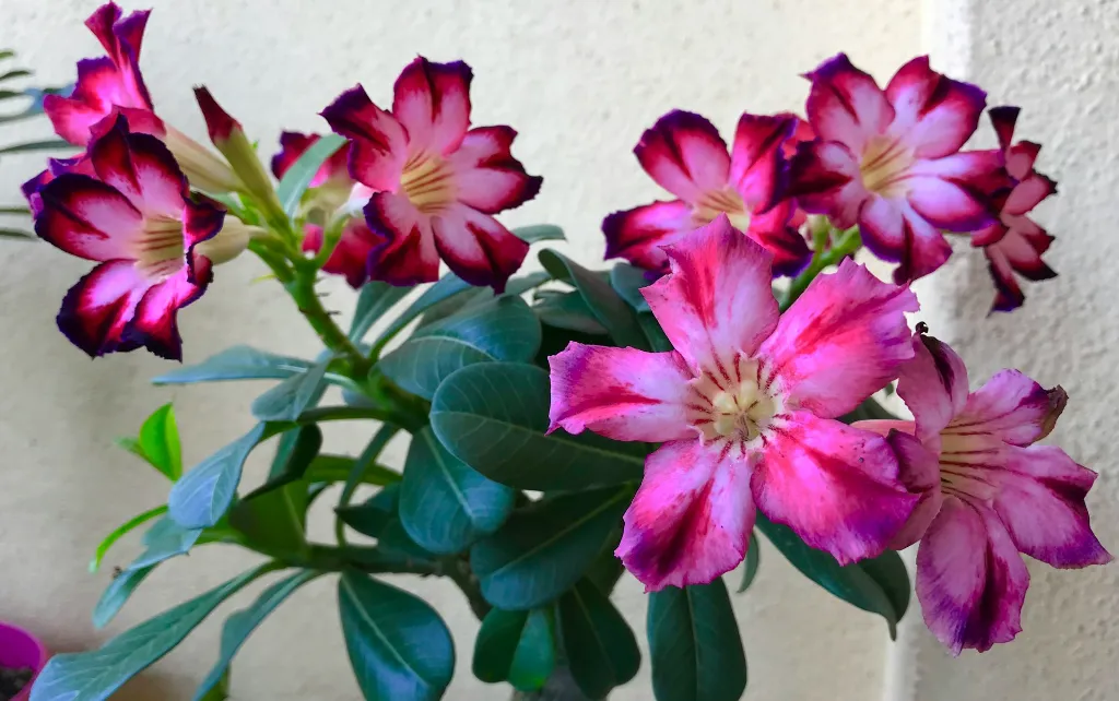 unsplash_sWhxO7tIQvM_Desert Rose .jpg.webp