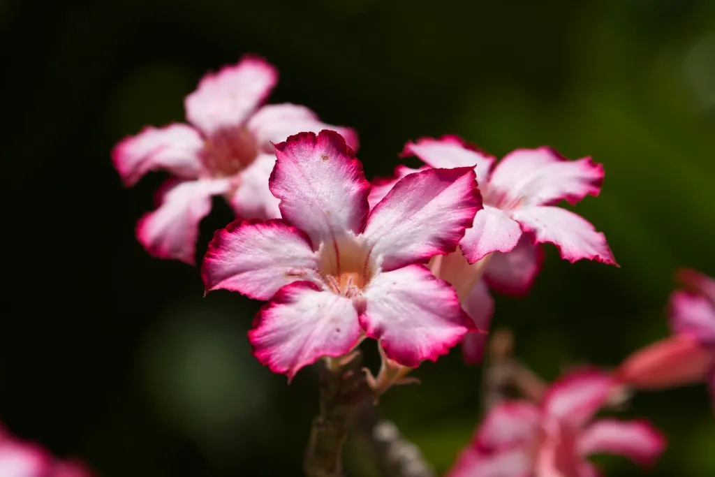 unsplash_ehKUYdEy05M_Desert Rose .webp
