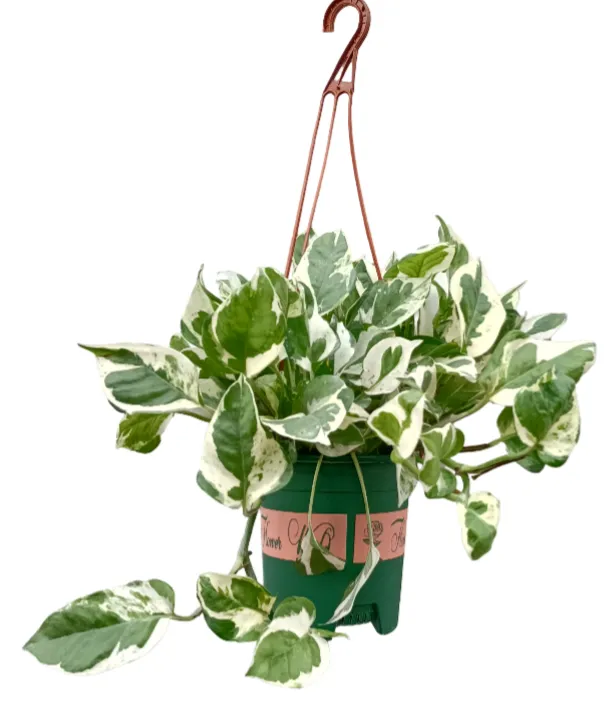 Golden Pothos - 
Epipremnum Aureum - OH: 40 cm to 50 cm Indoor plant