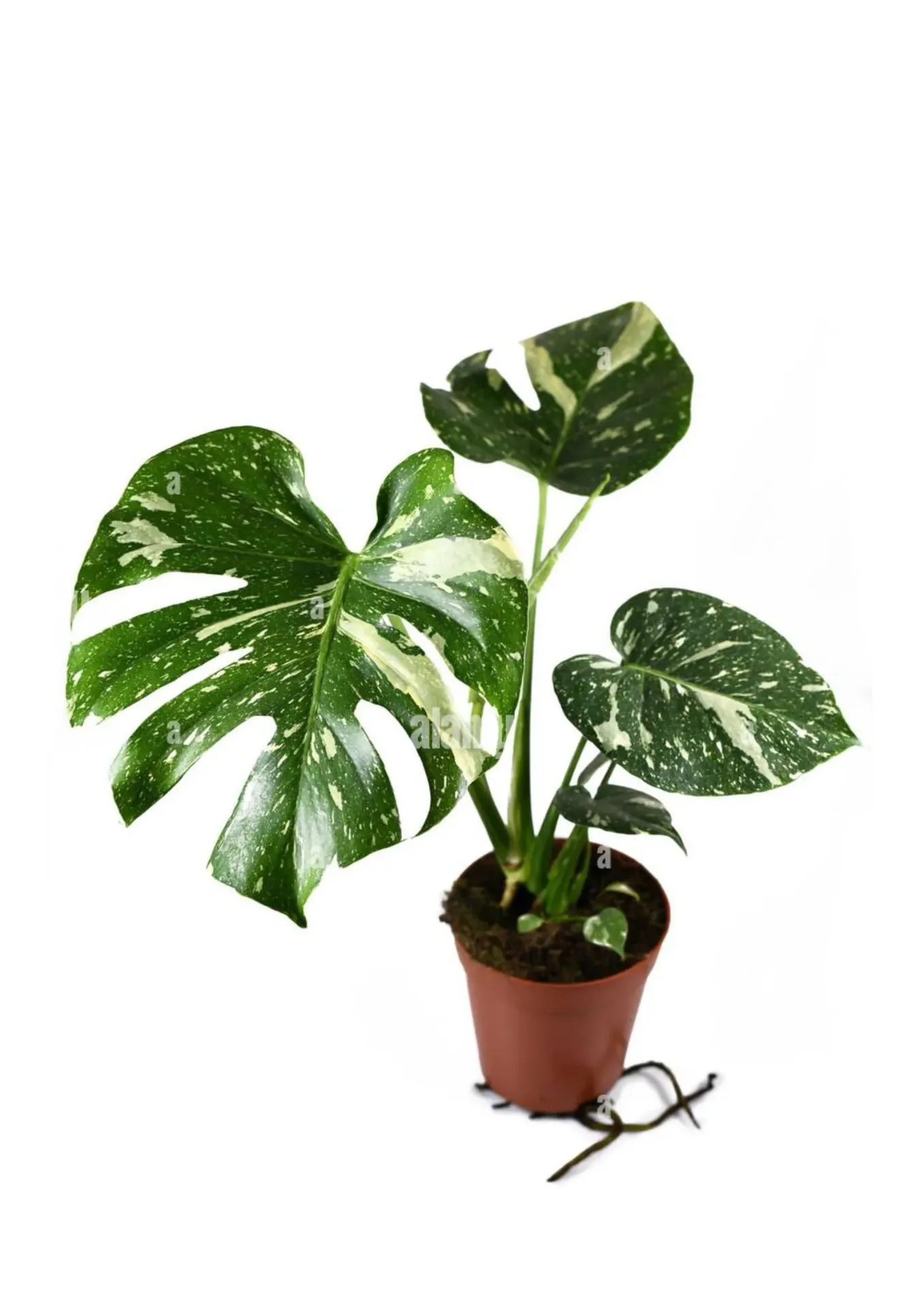 [IP-MON01C-LOC] Monstera - Monstera Deliciosa - Variegated - OH: 50 cm to 60 cm Indoor Plant