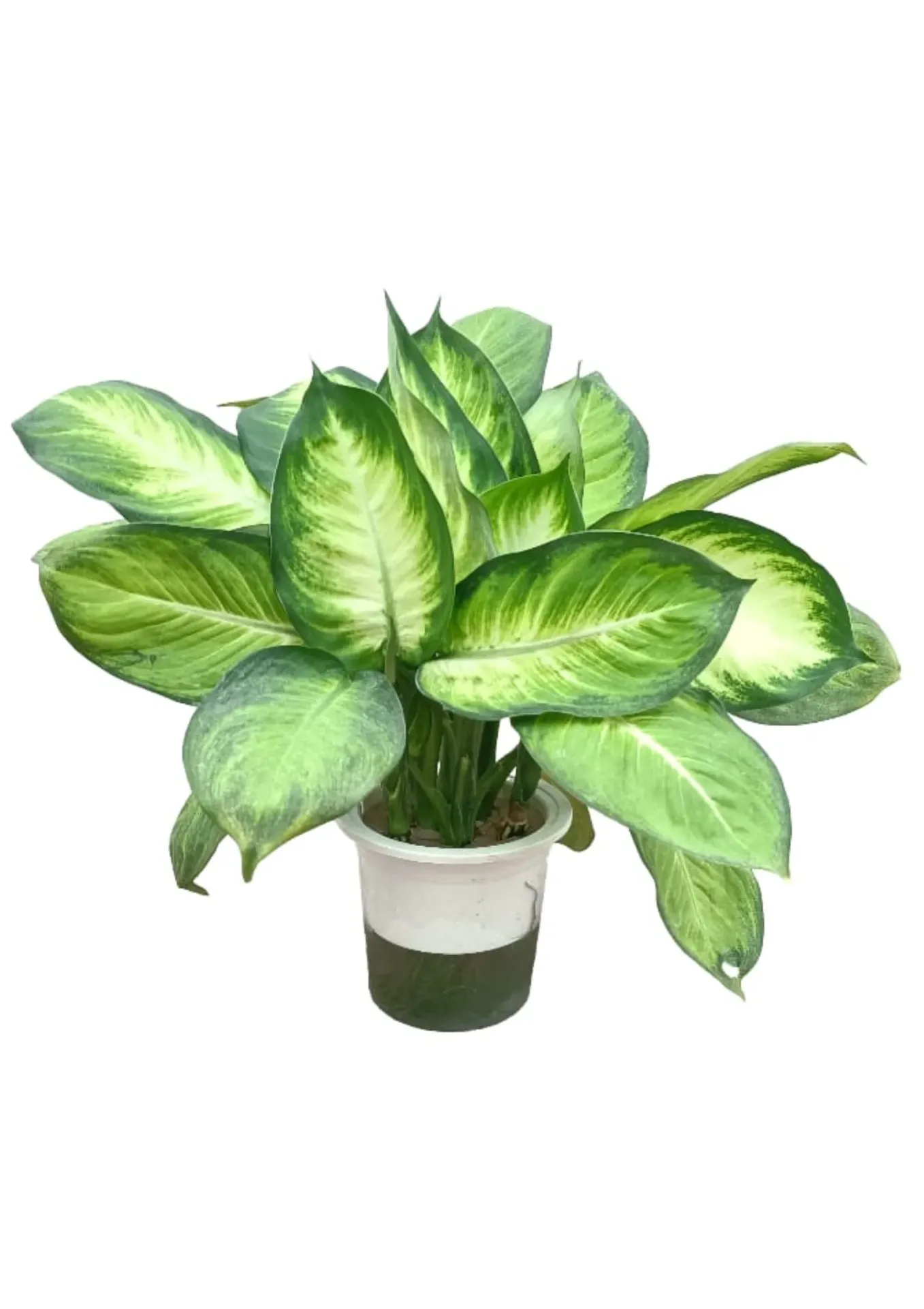 Dumb Cane - Dieffenbachia seguine - OH: 40 cm to 50 cm Indoor plant
