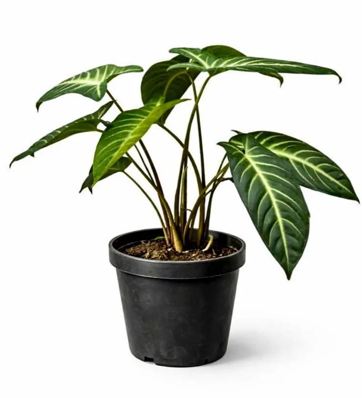 [IP-CAL-PHY01A-LOC] Phyllotaenium - Caladium lindenii, - OH: 40 cm to 50 cm - Indoor Plant