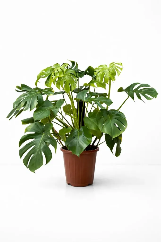 [IP-MON01B-LOC] Swiss Cheese - Monstera Deliciosa, - OH: 50 cm to 60 cm - Indoor plant